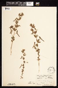 Acmispon americanus var. americanus image