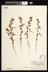 Acmispon americanus var. americanus image
