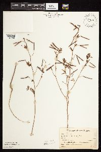 Acmispon americanus var. americanus image