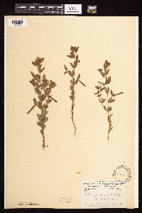 Acmispon americanus var. americanus image