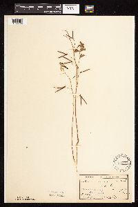 Acmispon americanus var. americanus image