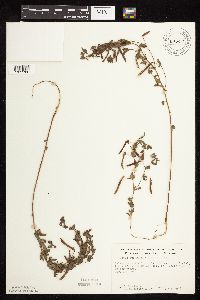 Acmispon americanus var. americanus image