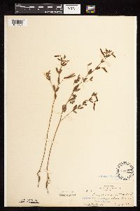Acmispon americanus var. americanus image