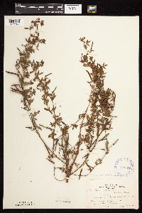 Acmispon americanus var. americanus image