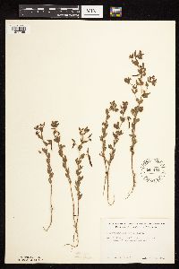 Acmispon americanus var. americanus image