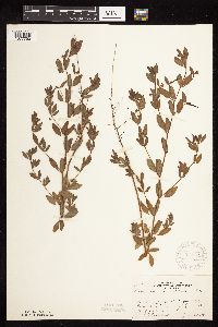 Acmispon americanus var. americanus image