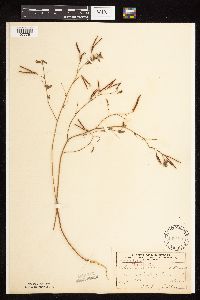 Acmispon americanus var. americanus image