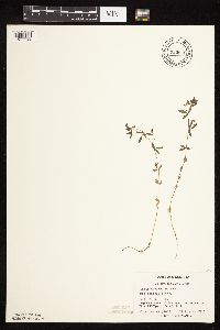 Acmispon americanus var. americanus image