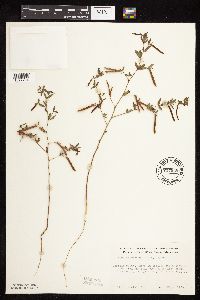Acmispon americanus var. americanus image