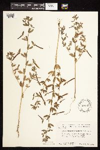 Acmispon americanus var. americanus image