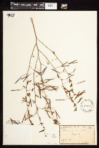 Acmispon americanus var. americanus image