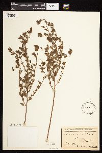 Acmispon americanus var. americanus image