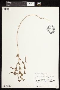 Acmispon americanus var. americanus image