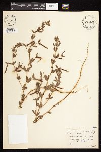 Acmispon americanus var. americanus image