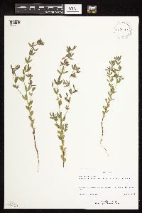 Acmispon americanus var. americanus image
