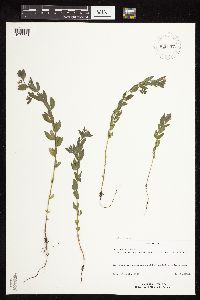Acmispon americanus var. americanus image