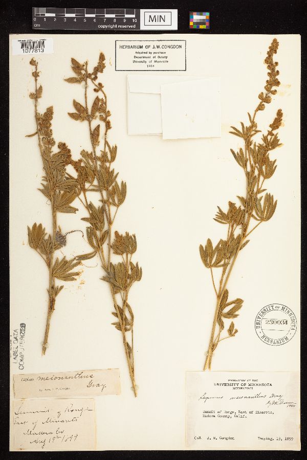 Lupinus argenteus var. meionanthus image