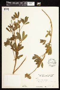 Lupinus nootkatensis image