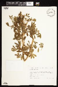 Lupinus nootkatensis image
