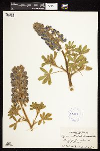 Lupinus nootkatensis image