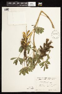 Lupinus perennis image