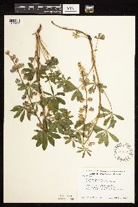 Lupinus perennis image
