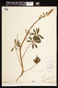 Lupinus perennis image