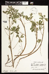 Lupinus perennis image