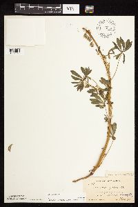 Lupinus perennis image
