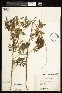Lupinus perennis image