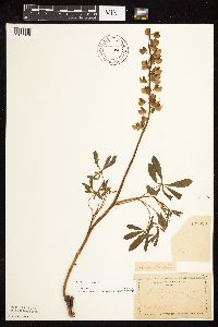 Lupinus perennis image