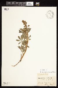 Lupinus perennis image