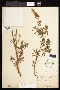 Lupinus perennis image