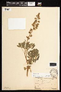 Lupinus perennis image