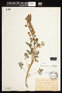 Lupinus perennis image