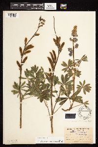 Lupinus perennis image