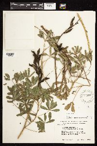 Lupinus perennis image