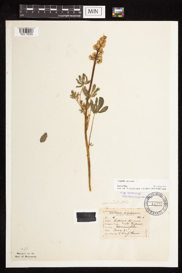 Lupinus perennis image