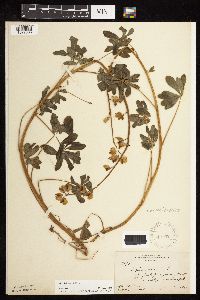 Lupinus perennis image