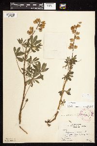 Lupinus perennis image