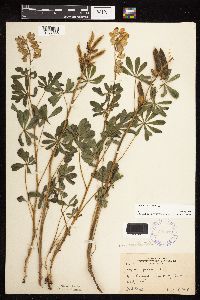 Lupinus perennis image