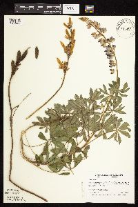 Lupinus perennis image
