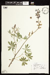 Lupinus perennis image