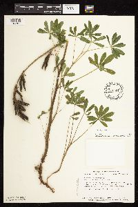 Lupinus perennis image