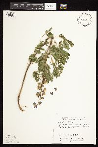 Lupinus perennis image