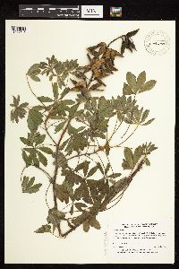 Lupinus perennis image