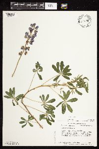 Lupinus perennis image