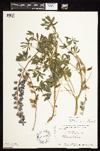 Lupinus perennis image