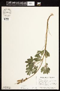 Lupinus perennis image