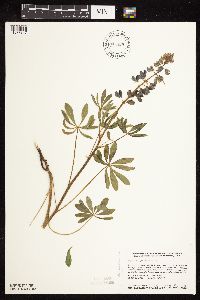Lupinus perennis image